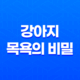 강아지 목욕의 비밀 – 주기, 이유, 주의사항 13