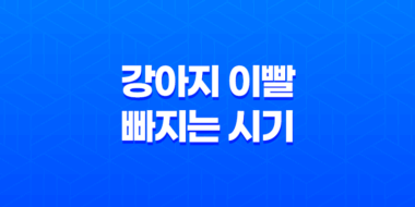 강아지 이빨 빠지는 시기와 순서, 그리고 대처 방법 27