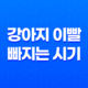 강아지 이빨 빠지는 시기와 순서, 그리고 대처 방법 21
