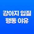 강아지 입질 행동 이유 및 해결 방법 29
