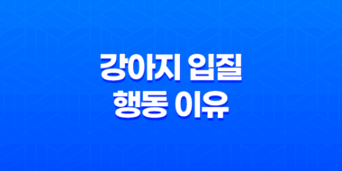 강아지 입질 행동 이유 및 해결 방법 47