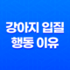 강아지 입질 행동 이유 및 해결 방법 23