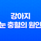 강아지 눈 충혈의 원인과 적절한 대응 35