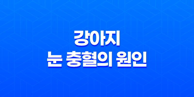 강아지 눈 충혈의 원인과 적절한 대응 8 강아지 눈 충혈의 원인과 적절한 대응 7