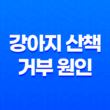 강아지 산책 거부 원인과 효과적인 대처법 13