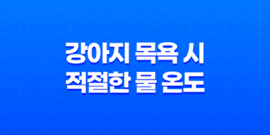 강아지 목욕 시 적절한 물 온도와 목욕 방법 37