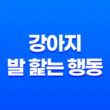 발 핥는 행동, 강아지가 발을 왜 핥는가? 이유와 해결방법을 알아보자! 35
