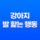 발 핥는 행동, 강아지가 발을 왜 핥는가? 이유와 해결방법을 알아보자! 13