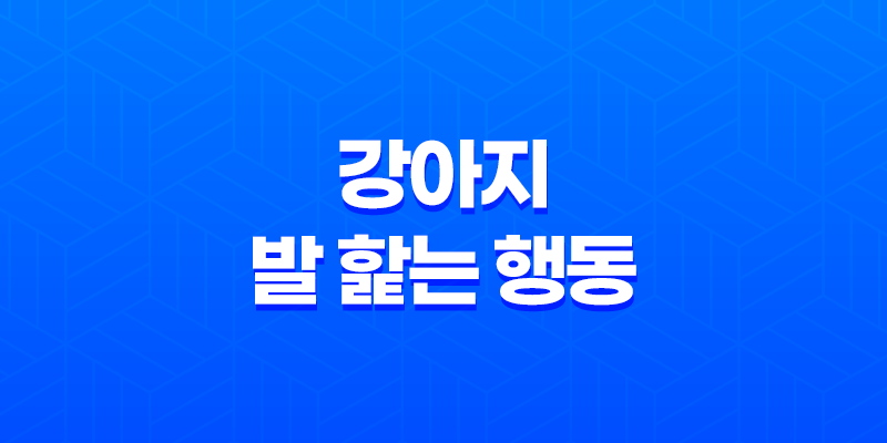 발 핥는 행동, 강아지가 발을 왜 핥는가? 이유와 해결방법을 알아보자! 8 발 핥는 행동, 강아지가 발을 왜 핥는가? 이유와 해결방법을 알아보자! 7