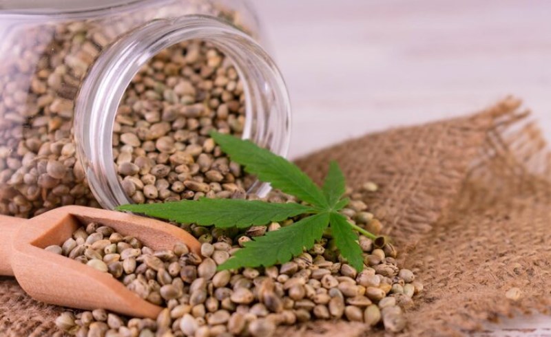 햄프씨드 효능 및 부작용 8 햄프씨드 부작용 및 주의사항