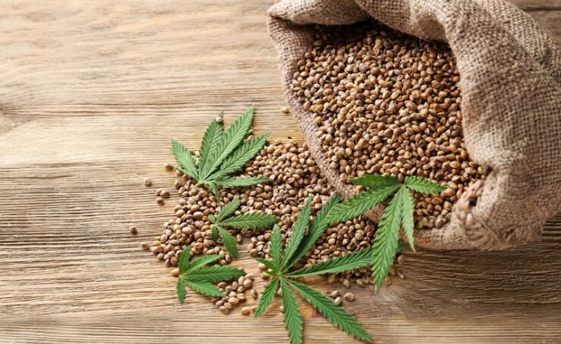 햄프씨드 효능 및 부작용 7 햄프씨드 효능 및 부작용