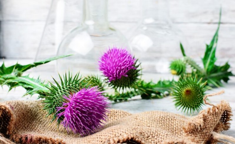 밀크씨슬, 간건강부터 피부까지, 9가지 효능 (+간에 좋은 건강식품) 9 밀크씨슬 효능: 피부질환개선