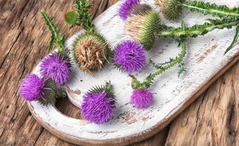 밀크씨슬, 간건강부터 피부까지, 9가지 효능 (+간에 좋은 건강식품) 8 밀크씨슬 효능: 지혈작용