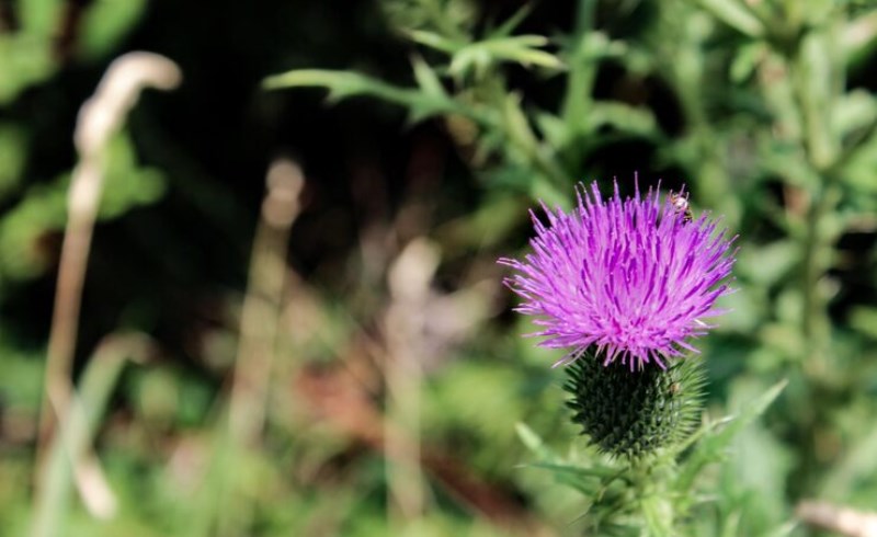 밀크씨슬, 간건강부터 피부까지, 9가지 효능 (+간에 좋은 건강식품) 7 밀크씨슬, 간건강부터 피부까지
