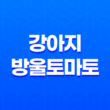 강아지 방울토마토 급여하기 방법과 주의사항 5