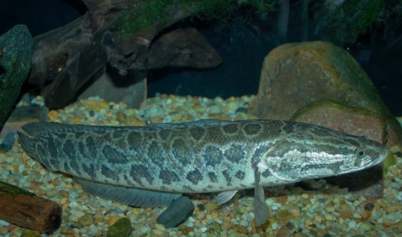 가물치 효능 및 효과