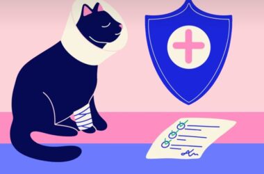 2025년 펫보험 비교 - 10가지 핵심 질문과 답변, 완벽 가이드 9