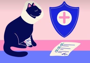 2025년 펫보험 비교 - 10가지 핵심 질문과 답변, 완벽 가이드 3