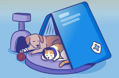 애완 동물 보험 1가지 꿀팁으로 2025년 슬기로운 애완 동물 보험 생활 시작하기 - 꼼꼼 비교와 선택 가이드 23