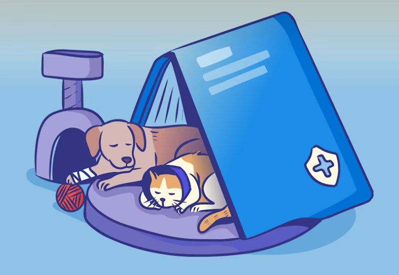 애완 동물 보험 1가지 꿀팁으로 2025년 슬기로운 애완 동물 보험 생활 시작하기 - 꼼꼼 비교와 선택 가이드 8 애완 동물 보험 1가지 꿀팁으로 2025년 슬기로운 애완 동물 보험 생활 시작하기 - 꼼꼼 비교와 선택 가이드 7