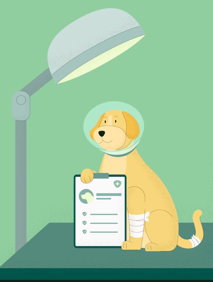 현대 해상 펫 보험 우리 아이 위한 최고의 선택 - 2025년 완벽 분석과 꼼꼼 가이드 16 현대 해상 펫 보험 우리 아이 위한 최고의 선택 - 2025년 완벽 분석과 꼼꼼 가이드 15