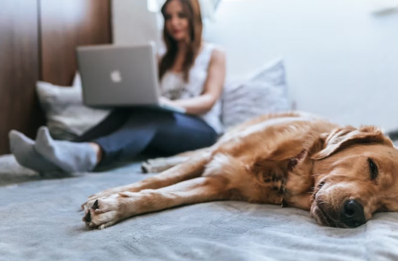 2025년 삼성 화재 반려견 보험 안심하고 댕댕이와 함께 - 삼성 화재 반려견 보험 꼼꼼 분석 18 2025년 삼성 화재 반려견 보험 안심하고 댕댕이와 함께 - 삼성 화재 반려견 보험 꼼꼼 분석 17