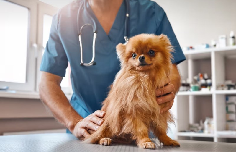 2025년 맞춤 메리츠 강아지 보험 - 꼼꼼 비교 분석으로 우리 댕댕이에게 딱 맞는 보험 찾기 16 2025년 맞춤 메리츠 강아지 보험 - 꼼꼼 비교 분석으로 우리 댕댕이에게 딱 맞는 보험 찾기 15