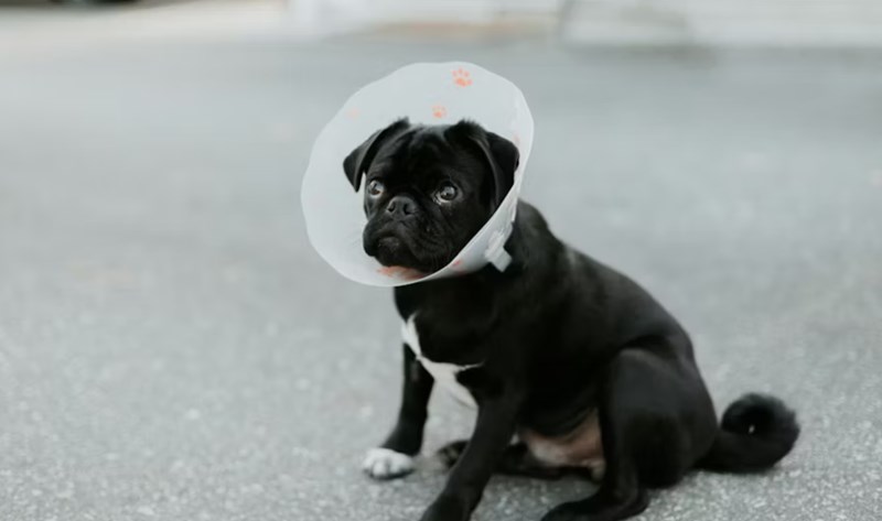 2025년 맞춤 메리츠 강아지 보험 - 꼼꼼 비교 분석으로 우리 댕댕이에게 딱 맞는 보험 찾기 22 2025년 맞춤 메리츠 강아지 보험 - 꼼꼼 비교 분석으로 우리 댕댕이에게 딱 맞는 보험 찾기 21