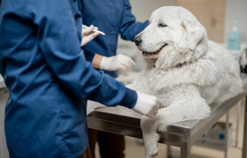 동물 보험 - 2025년, 사랑하는 반려동물을 위한 필수 가이드 12 동물 보험 - 2025년, 사랑하는 반려동물을 위한 필수 가이드 11
