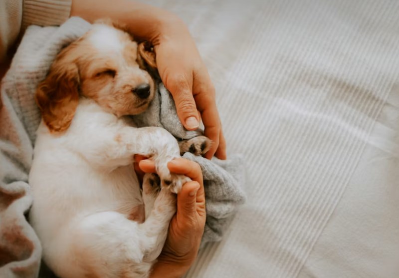 2025년 맞춤 메리츠 강아지 보험 - 꼼꼼 비교 분석으로 우리 댕댕이에게 딱 맞는 보험 찾기 14 2025년 맞춤 메리츠 강아지 보험 - 꼼꼼 비교 분석으로 우리 댕댕이에게 딱 맞는 보험 찾기 13