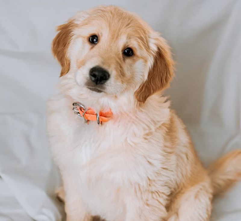 2025년 삼성 화재 반려견 보험 안심하고 댕댕이와 함께 - 삼성 화재 반려견 보험 꼼꼼 분석 22 2025년 삼성 화재 반려견 보험 안심하고 댕댕이와 함께 - 삼성 화재 반려견 보험 꼼꼼 분석 21