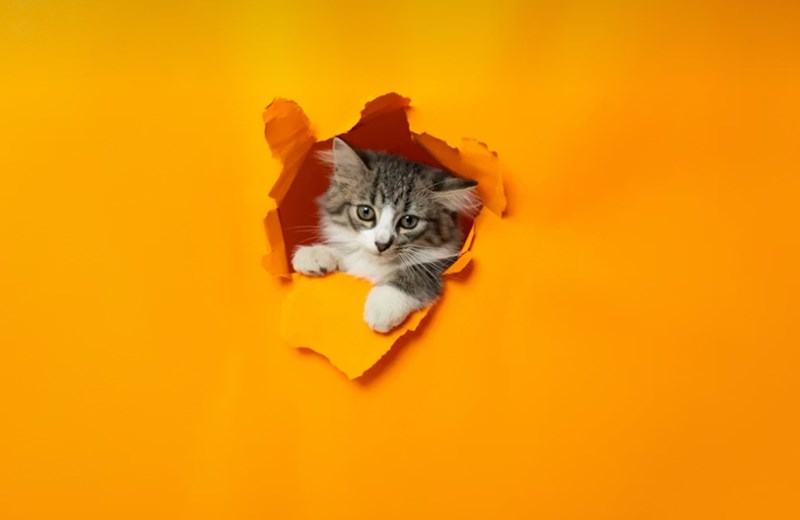 현대 해상 펫 보험 우리 아이 위한 최고의 선택 - 2025년 완벽 분석과 꼼꼼 가이드 18 현대 해상 펫 보험 우리 아이 위한 최고의 선택 - 2025년 완벽 분석과 꼼꼼 가이드 17