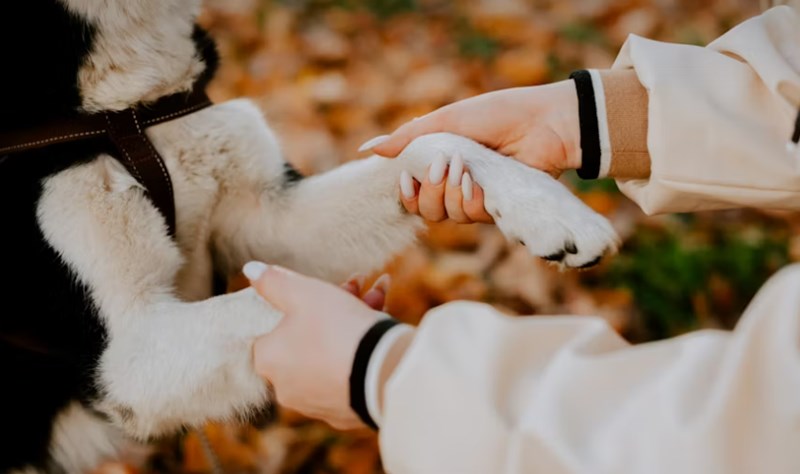 2025년 삼성 화재 반려견 보험 안심하고 댕댕이와 함께 - 삼성 화재 반려견 보험 꼼꼼 분석 12 2025년 삼성 화재 반려견 보험 안심하고 댕댕이와 함께 - 삼성 화재 반려견 보험 꼼꼼 분석 11