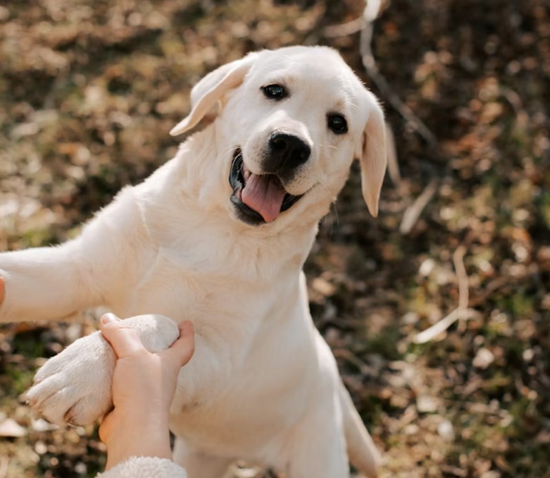 2025년 맞춤 메리츠 강아지 보험 - 꼼꼼 비교 분석으로 우리 댕댕이에게 딱 맞는 보험 찾기 10 2025년 맞춤 메리츠 강아지 보험 - 꼼꼼 비교 분석으로 우리 댕댕이에게 딱 맞는 보험 찾기 9