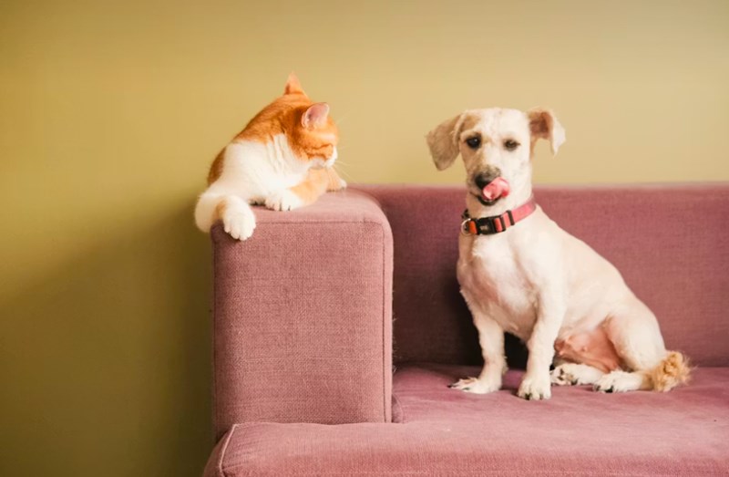 현대 해상 펫 보험 우리 아이 위한 최고의 선택 - 2025년 완벽 분석과 꼼꼼 가이드 14 현대 해상 펫 보험 우리 아이 위한 최고의 선택 - 2025년 완벽 분석과 꼼꼼 가이드 13