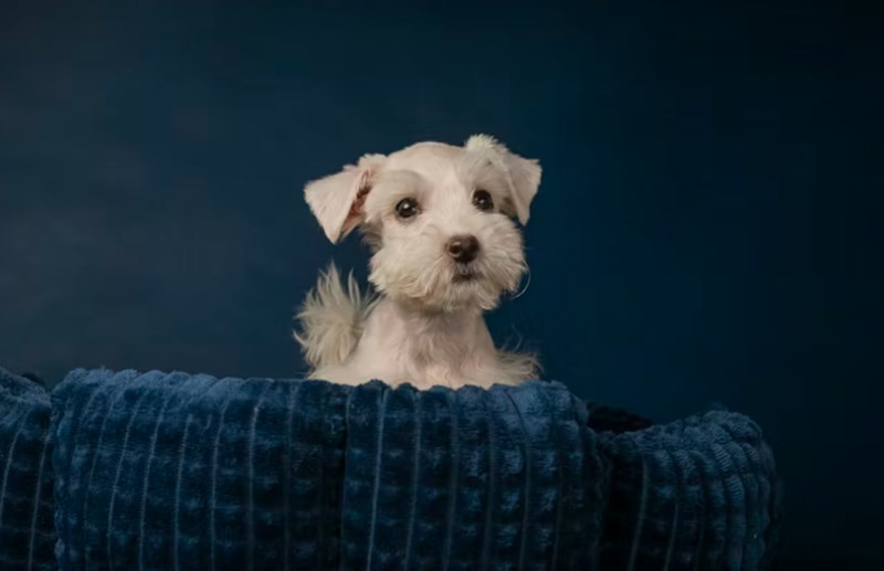 동물 보험 - 2025년, 사랑하는 반려동물을 위한 필수 가이드 20 동물 보험 - 2025년, 사랑하는 반려동물을 위한 필수 가이드 19