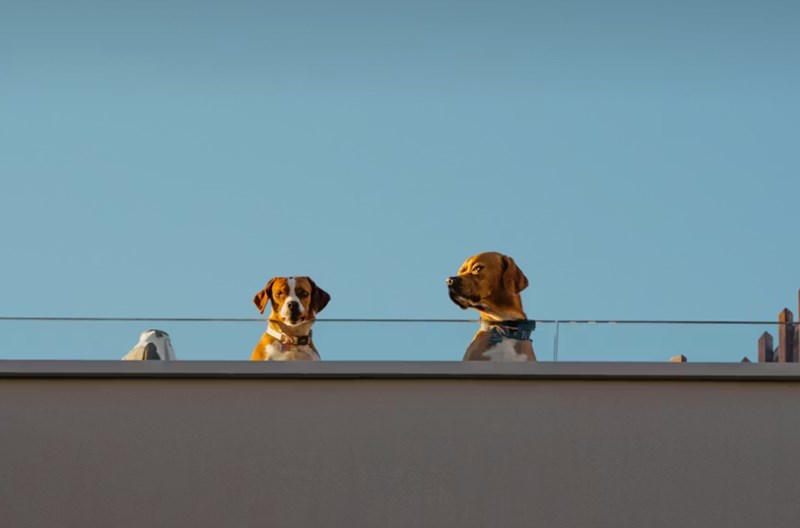 2025년 삼성 화재 반려견 보험 안심하고 댕댕이와 함께 - 삼성 화재 반려견 보험 꼼꼼 분석 14 2025년 삼성 화재 반려견 보험 안심하고 댕댕이와 함께 - 삼성 화재 반려견 보험 꼼꼼 분석 13