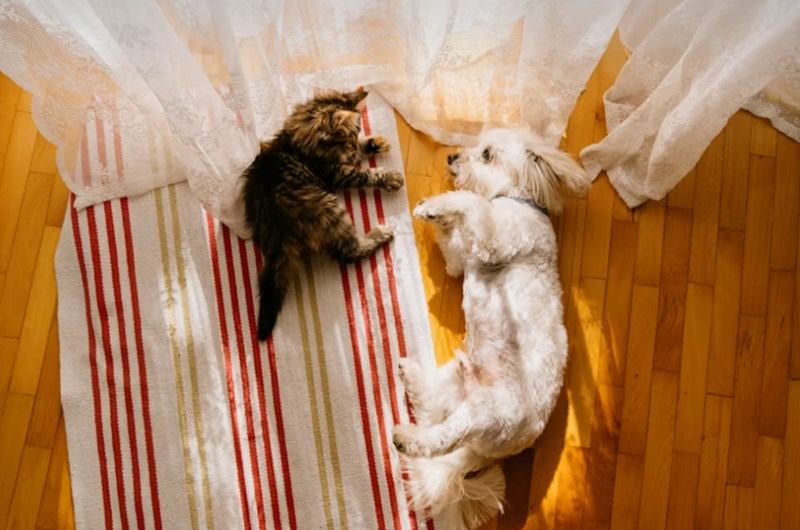 2025년 맞춤 메리츠 강아지 보험 - 꼼꼼 비교 분석으로 우리 댕댕이에게 딱 맞는 보험 찾기 12 2025년 맞춤 메리츠 강아지 보험 - 꼼꼼 비교 분석으로 우리 댕댕이에게 딱 맞는 보험 찾기 11