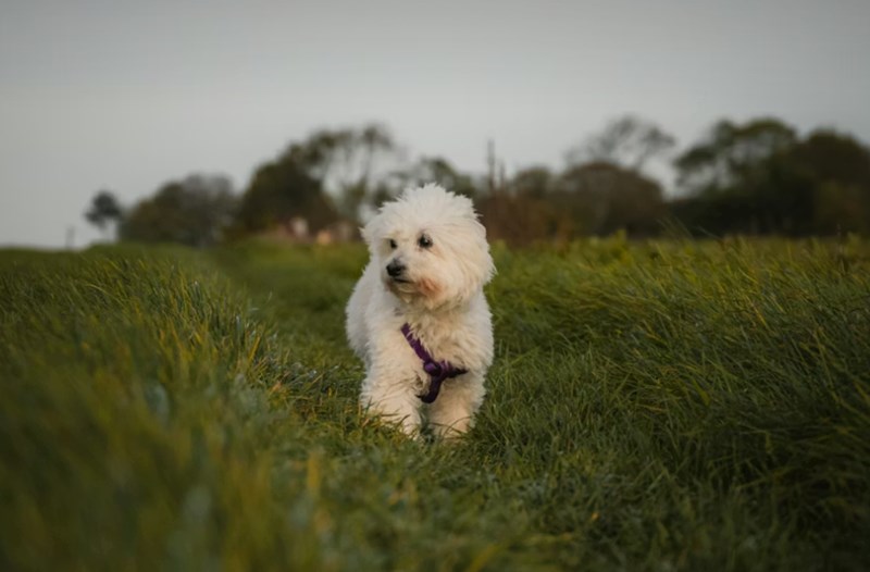 2025년 맞춤 메리츠 강아지 보험 - 꼼꼼 비교 분석으로 우리 댕댕이에게 딱 맞는 보험 찾기 18 2025년 맞춤 메리츠 강아지 보험 - 꼼꼼 비교 분석으로 우리 댕댕이에게 딱 맞는 보험 찾기 17