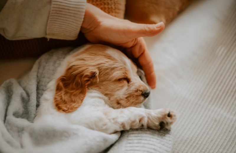 동물 보험 - 2025년, 사랑하는 반려동물을 위한 필수 가이드 18 동물 보험 - 2025년, 사랑하는 반려동물을 위한 필수 가이드 17