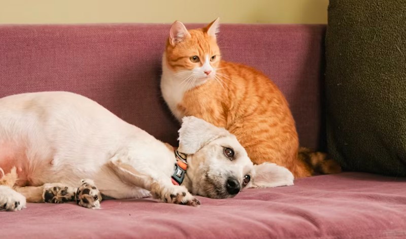 2025년 맞춤 메리츠 강아지 보험 - 꼼꼼 비교 분석으로 우리 댕댕이에게 딱 맞는 보험 찾기 20 2025년 맞춤 메리츠 강아지 보험 - 꼼꼼 비교 분석으로 우리 댕댕이에게 딱 맞는 보험 찾기 19