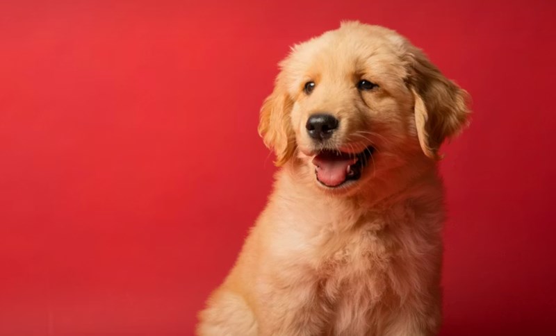 2025년 똑똑한 펫생활 - 메리츠 펫 보험 파헤치기 12 2025년 똑똑한 펫생활 - 메리츠 펫 보험 파헤치기 11