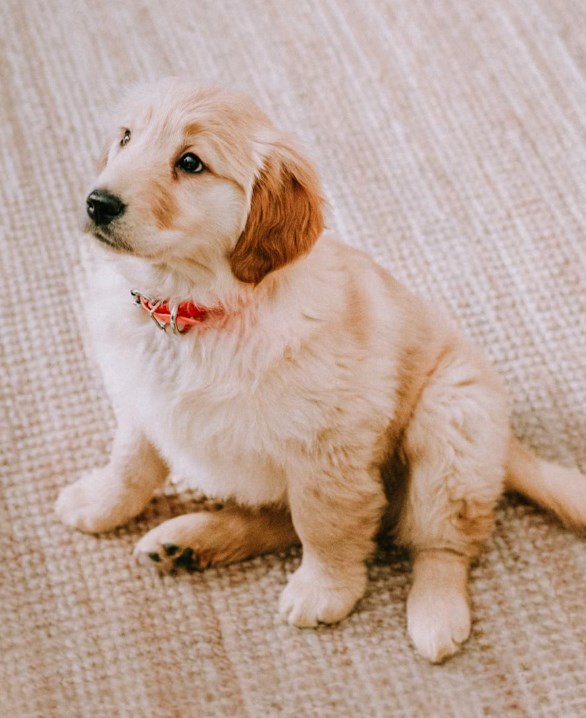 애완 동물 보험 1가지 꿀팁으로 2025년 슬기로운 애완 동물 보험 생활 시작하기 - 꼼꼼 비교와 선택 가이드 10 애완 동물 보험 1가지 꿀팁으로 2025년 슬기로운 애완 동물 보험 생활 시작하기 - 꼼꼼 비교와 선택 가이드 9