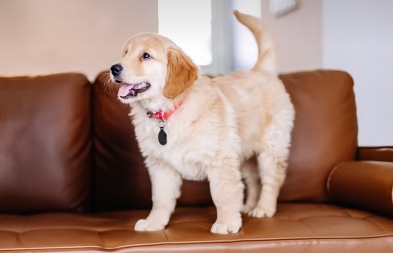 2025년 똑똑한 펫생활 - 메리츠 펫 보험 파헤치기 10 2025년 똑똑한 펫생활 - 메리츠 펫 보험 파헤치기 9