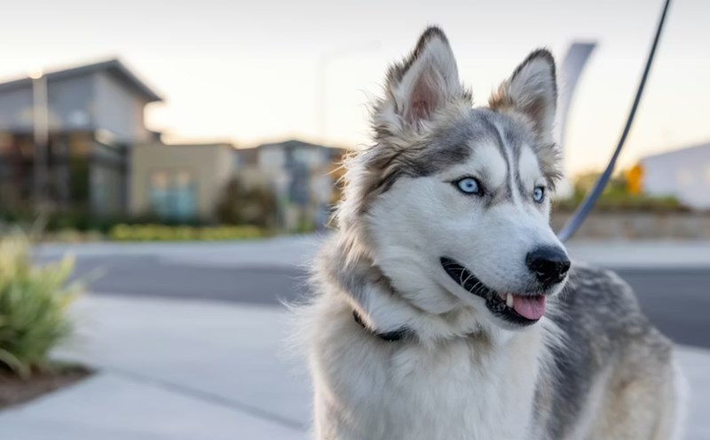 2025년 펫 보험 종류 슬기로운 반려생활 - 알아두면 유용한 5가지 펫 보험 종류 12 2025년 펫 보험 종류 슬기로운 반려생활 - 알아두면 유용한 5가지 펫 보험 종류 11