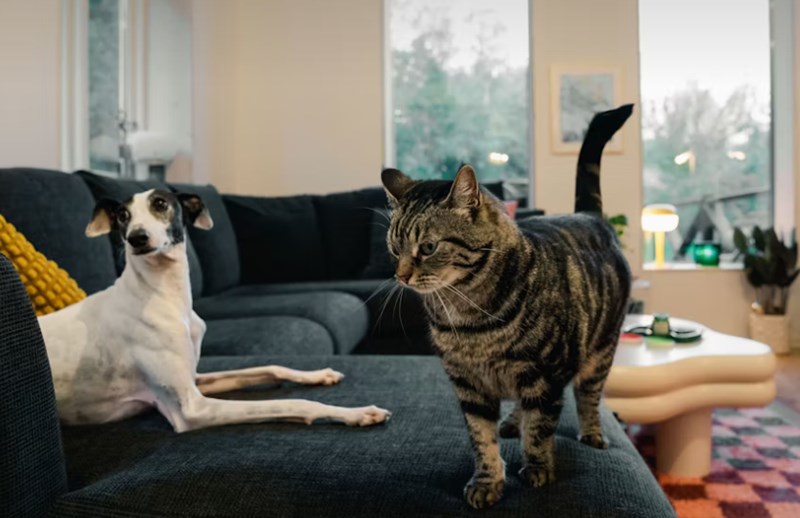 2025년 최신 정보 - 반려동물 보험 필수가 되어야 할까? 26 2025년 최신 정보 - 반려동물 보험 필수가 되어야 할까? 25