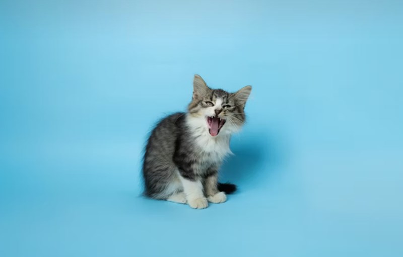 2025년 펫보험 비교 - 10가지 핵심 질문과 답변, 완벽 가이드 12 2025년 펫보험 비교 - 10가지 핵심 질문과 답변, 완벽 가이드 11