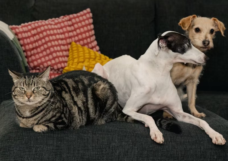 2025년 최신 정보 - 반려동물 보험 필수가 되어야 할까? 24 2025년 최신 정보 - 반려동물 보험 필수가 되어야 할까? 23