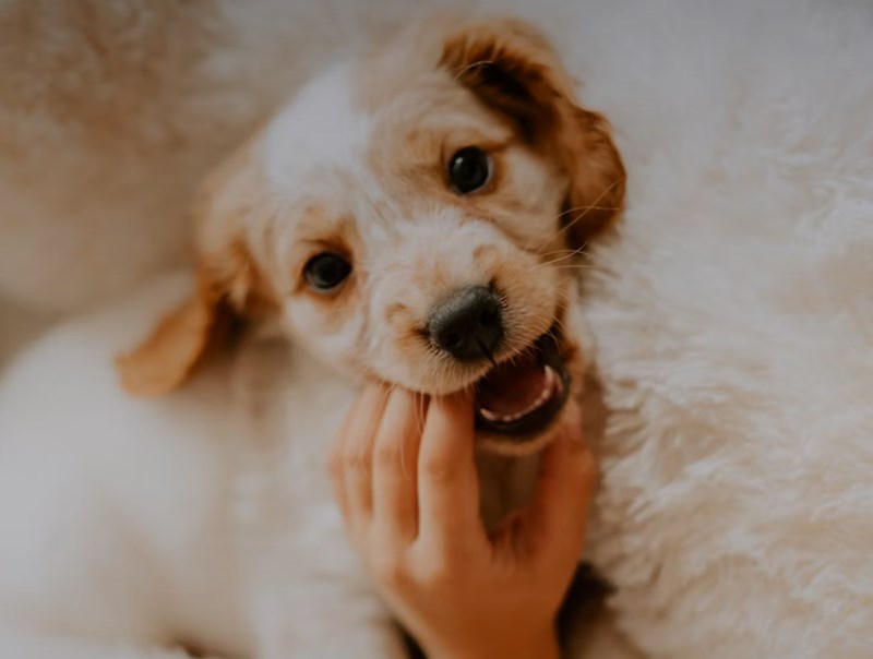 2025년 펫보험 비교 - 10가지 핵심 질문과 답변, 완벽 가이드 14 2025년 펫보험 비교 - 10가지 핵심 질문과 답변, 완벽 가이드 13