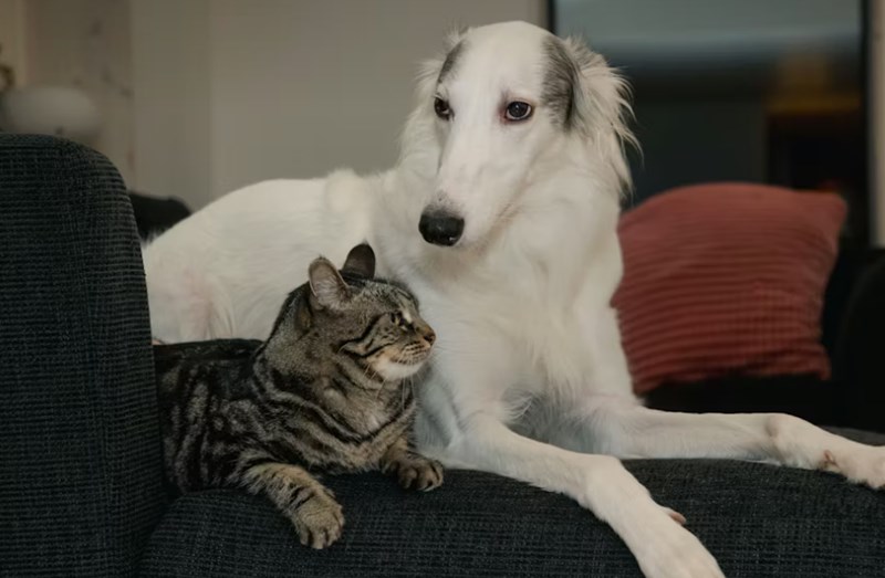 2025년 최신 정보 - 반려동물 보험 필수가 되어야 할까? 22 2025년 최신 정보 - 반려동물 보험 필수가 되어야 할까? 21